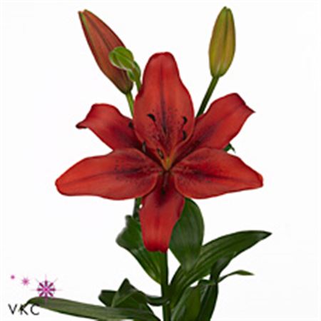 LYS AZ ORIGINAL LOVE 4/5FL 4 F+